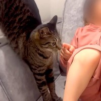 保育園帰りでテレビに夢中な女の子→どうしても構ってほしいネコが…愛おしすぎる『健気な行動』が26万再生「前世で姉妹かも」「大好きなんだね」