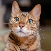 猫が『下心を抱いている』ときの行動3つ　愛猫が密かに企んでいることもご紹介