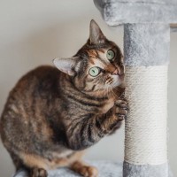 猫が危険な目にあう『キャットタワー』の特徴4選　思わぬトラブルの可能性や注意点も解説