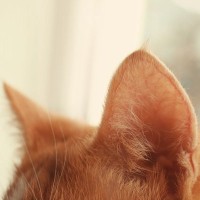 猫の『五感』は人間とどのくらい違うの？　5つの感覚別に能力差をご紹介