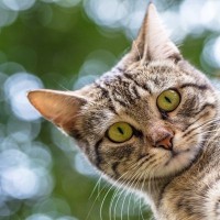 猫を飼ってから感じがちな『3つの後悔』　お迎えする前に知っておくべき心得とは