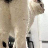 ネコを後ろから撮影→『おしり』を見てみると……『可愛すぎる模様』に１万いいね「大きくて綺麗」「ハッピーな1日を送れそうｗ」と反響