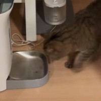 自動給餌器の前にやってきた猫→次の瞬間……思わず爆笑の『まさかの光景』が480万再生「相当腹ペコｗ」「主さんと同じ笑い声出たｗ」