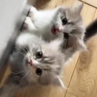 おやつが欲しい2匹の子猫→飼い主さんを見つめて…何度でもあげたくなる『可愛すぎるおねだり』が49万再生「ヤバいね」「心臓がつぶされる」