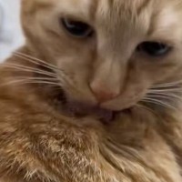 毛づくろいしていた猫→手伝ってあげた結果…『まさかのリアクション』が23万再生「まったく非常識なｗ」「想像以上で笑った」と爆笑の声