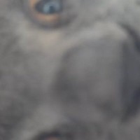 ふと『ペットカメラ』を覗いたら、映っていたのは……あまりにもホラーな『愛猫の様子』が19万再生「ビビったｗｗ」「目が合ったｗ」