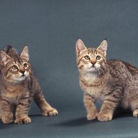 幸運をもたらすと言われる『多指症の猫』とは？興味深い5つの豆知識やエピソードもご紹介