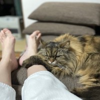 猫が『飼い主から離れない』ときに考えられる心理4つ　どう接すればいいの？適度な距離感を保つべき理由まで