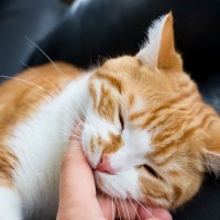 猫を『触らないほうがいい』シーン4つ　距離を取るべきサインや理由も解説