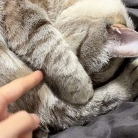 手で顔を隠すようにして眠っていた猫→興味本位で『おててを外してみた』結果…尊すぎる反応が195万表示「心臓止まった」「愛おしい」