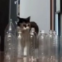 廊下に空のペットボトルを並べたら、『猫と大型犬』は……衝撃的な結末に爆笑する人続出「オチを理解してるｗ」「期待を裏切らない」