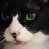 爪を切られて『怒っていた猫』→様子を確かめに行ったら……「目が語ってるｗ」「可愛すぎて笑った」思わず笑ってしまう瞬間が16万再生