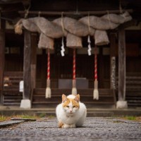 世界中で語り継がれる『猫の神様』3選　人々が猫を崇拝してきた理由も解説