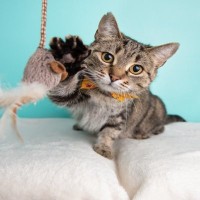 猫が物に向かって『パンチ』する理由3つ　興味？警戒？行動の意味とは