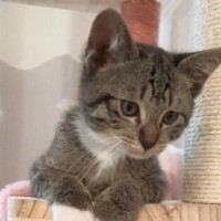 『子猫が鳴いている』と思い振り返ると…『まさかの体勢』が可愛すぎると13万再生「はまっちゃったのかなｗ」「後ろ足がかわええ」