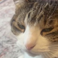 愛猫に『お仕事行ってくるね』と伝えた結果…心奪われる『可愛すぎるお返事』が72万再生「本当に聞こえるｗ」「もう仕事行かない」