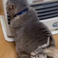 寒い冬の朝、ストーブの前に行くと『猫たち』が……想定外の『微笑ましい光景』が49万再生「順番待ちは大事ｗ」「横並びじゃないんだｗ」