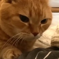 『お腹が空いて早く起きた猫』→狸寝入りをして観察してみたら…まさかの行動に「破壊力よｗｗ」「可愛すぎてたまらん」と悶絶の声続出