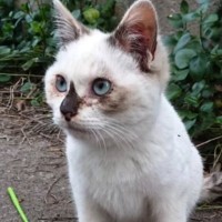 寒い時期に外で暮らしていた『ほぼ白色だった子猫』→保護されて６年…見違えるビフォーアフターに「日焼けしたのかな」「幸せになったね」の声