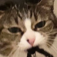 おやつを貰えなかった猫→次の瞬間、飼い主さんの物に…『まさかの行動』に爆笑する人が続出「悪そうな顔ｗｗ」「もうボロボロｗ」と３万いいね