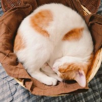 カゴの中で丸まって『ゆったりと眠っていた子猫』→現在……可愛すぎるビフォーアフターに２万いいね「芸術作品ニャ」「ラテアートっぽい」