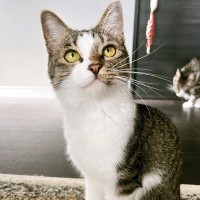 夏毛のときはシュッとしていた猫→『冬毛』になると……たまらない『見た目の変化』に３万いいね「違う子すぎて可愛い」「ダイブしたい」