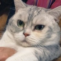 おばあちゃんに爪を切られるネコ→『表情』を見てみると…『どう見ても諦めている様子』が98万表示「可愛い図」「信頼度200パーセント」