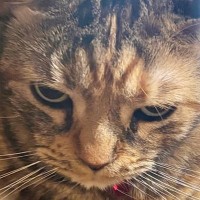 『ストーブ』を消そうとしたら…ストーブに乗っていた猫が見せた『衝撃の表情』に爆笑の声「ポカポカ死守ｗ」「表情が良すぎる」と２万いいね