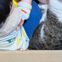 『仲良しな男の子と猫』がダンボールの中で…ほのぼのとした日常の光景が癒されると２万いいね「秘密基地ｗ」「内緒話かなｗ」とSNSで反響