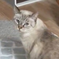 顔パック中、猫を驚かせようと名前を呼んだら…まるで人間のような『驚きの反応』に「可愛くて笑った」「だれ？みたいなｗ」と反響