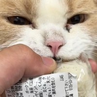目を離したすきに『おにぎりをくわえていた子猫』→とり返そうとしたら…笑ってしまう展開が15万再生「強い意志を感じるｗ」「めっちゃ怒ｗ」