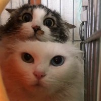 心を開かなかった『保護された姉妹猫』→優しい先住猫に任せてみた結果…まさかの展開に「泣ける」「もう寂しくないね」と感動の声続出