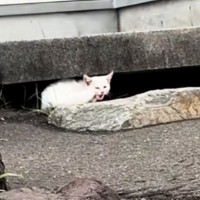 厳しい寒さが近づいてきた頃、『1匹の野良猫』が現れて…保護されると→感動の展開と『現在の様子』が12万再生「涙が出た」「ありがとう」