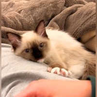家に来て２日目の子猫→足にくっついてきて…とんでもなく尊い『健気な行動』が27万再生「甘え方が恋人みたい」「夜中なのに叫んでもうた」