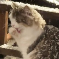 ウッドデッキで『雪を楽しむ北欧猫ちゃん』…心奪われる人が続出の『素敵すぎる光景』が70万再生「雪がよく似合うね」「めっちゃかわいい」