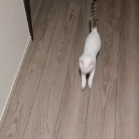 飼い主さんの帰りを楽しみにしていた猫→帰宅した瞬間…爆速の『お出迎えの光景』が尊すぎると5万再生「一瞬で幸せになれる」「羨ましい」