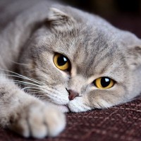 猫が『突然しなくなった』ときに注意すべき行動4つ　体調不良や病気のサインかも？