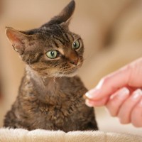 猫にあげてしまいがちな『人間の食べ物』4選　食べさせても大丈夫？知っておくべき注意点を解説