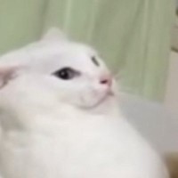 「想像以上にドン引きしてて笑った」→白猫の視線の先には……爆笑必至の光景がSNSで反響「助けを求める目配せがｗ」「可愛すぎるｗ」