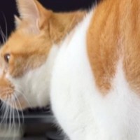 カレーを食べようとしていたら、愛猫がやって来て…次の瞬間→思いもよらない『爆笑の展開』が287万再生「めっちゃ笑った」「吹いた」