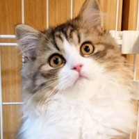 清楚系な雰囲気の可愛らしい子猫→成長すると…想像を超えてくる『衝撃ビフォーアフター』に反響「変わりように笑った」「可愛い系から美人系にｗ」