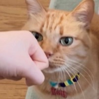 緑色の瞳がきれいな茶トラ猫→９年前の『瞳の色』を見ると……別の猫のような『驚きの変化』に反響「あれ、本当だ！」「どちらも可愛いｗ」