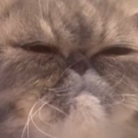 近くにやってきた鼻ぺちゃ猫→『おやつ』をあげようとしたら…かわいい反応に「涙が出るくらい癒された」「たまらん」と33万再生