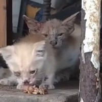 体格差のある『ボロボロの兄弟猫』→保護された結果…見違える『ビフォーアフター』に感動の声続出「すごい変化」「救われて良かった」