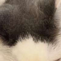 猫があくびした瞬間を撮影した結果→『目』が…あまりにも奇跡的すぎる『変化』に1万5000いいね「人面魚かなｗ」「ホラーだなｗ」