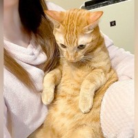 ママのひざで抱っこされるネコ→まんざらでもない様子で…悶絶級に愛おしい『日常の光景』に「嬉しそうなお顔」「甘えん坊将軍」と反響の声