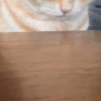 『テーブルの椅子に座る猫』→飼い主さんが話しかけていると……まさかの瞬間に4万3000いいね「たまらにゃいぃぃ」「話長かったかｗ」