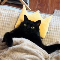 コタツのとなりで寝ている黒猫を見ると…あまりにも『人間味あふれる光景』に３万いいね「中の人感が半端ないｗ」「完全に人間ｗ」と爆笑の声