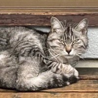 春に現れ、庭に居座るようになった『ボロボロの野良猫』……秋になると？→『まさかの展開』が400万表示の反響「猫界にはクチコミがある」