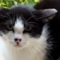 庭に遊びに来ていた『険しい顔つきの子猫』→保護された結果…1か月後の『劇的な変化』に感動の声「表情が全然違う」「愛されてる顔してる」